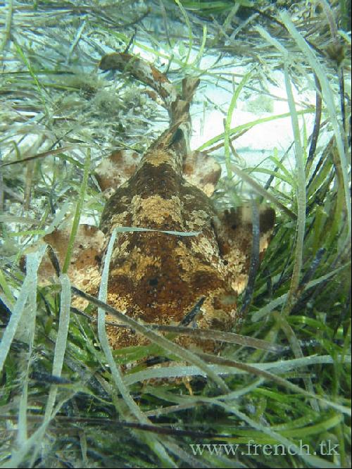 Wobbegong Shark