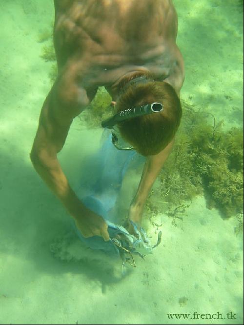 Blue Swimmer Crab